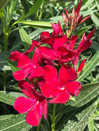 Oleander Red